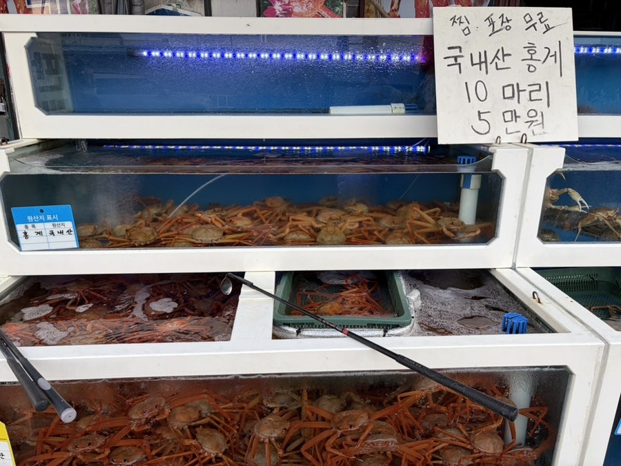 대게나라 사진 3