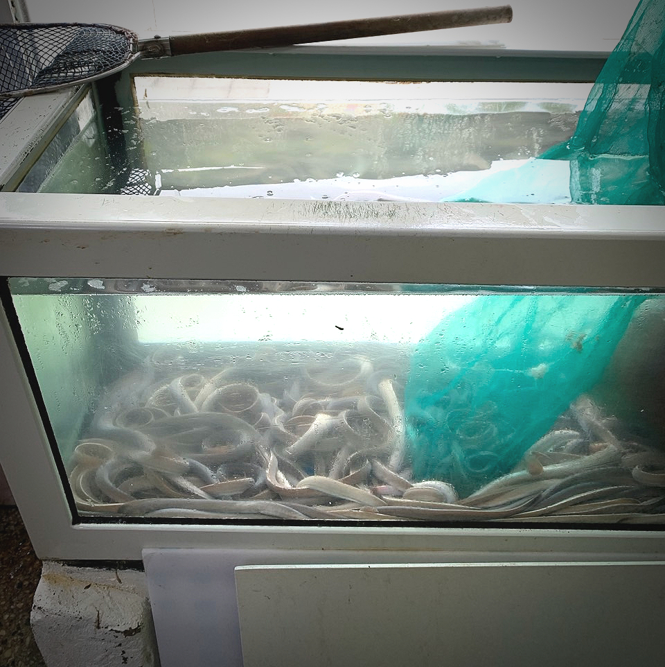 영진산꼼장어 사진 6