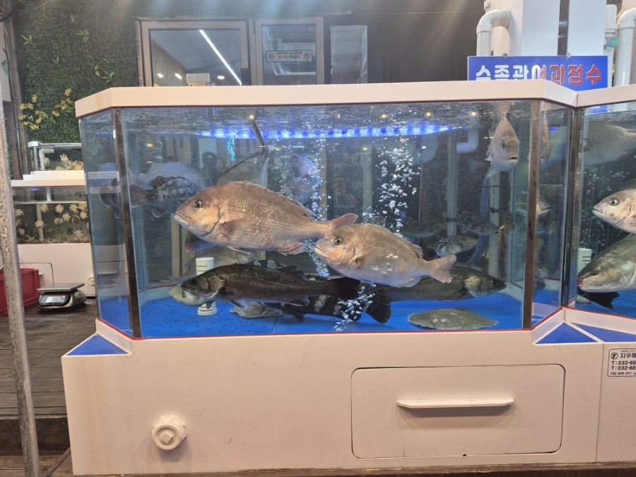 대포항회수산 사진 3