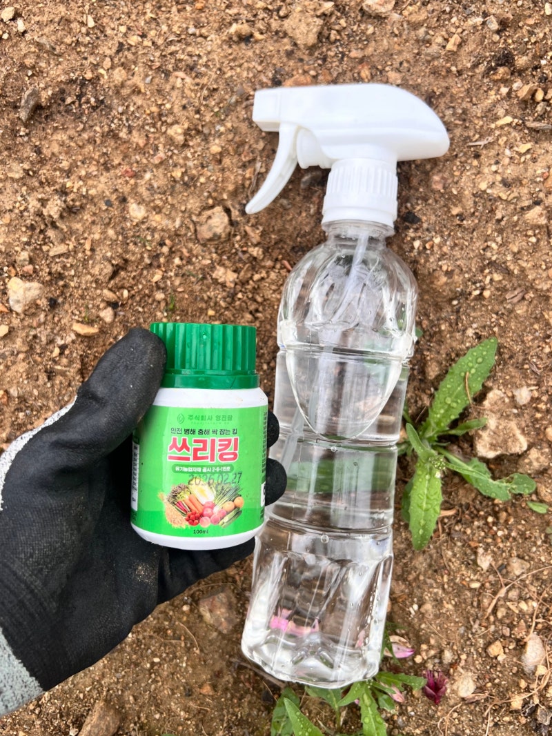상추 벌레 제거 깍지벌레 살충제 사용 전 반드시 확인하세요!