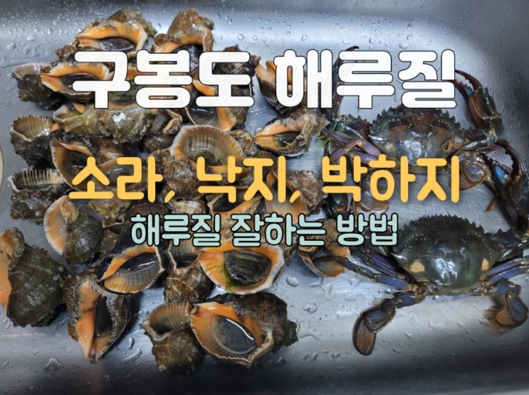  서울 근교 당일치기 구봉도 소라 해루질 많이 잡는 사람과 못잡는 사람의 차이