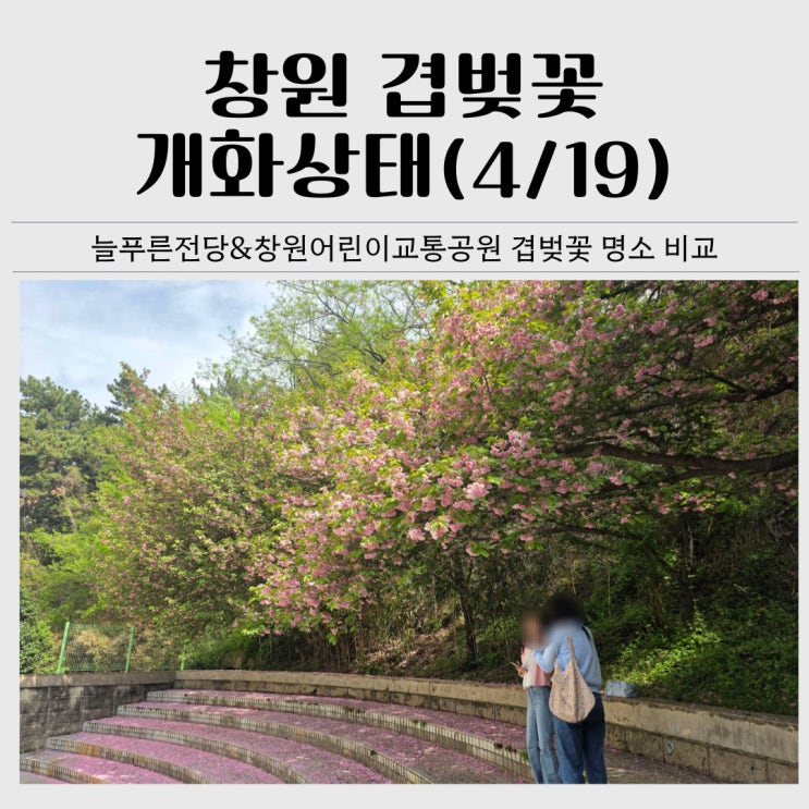  [4/19 개화상태] 창원 겹벚꽃 실시간 후기ㅣ늘푸른전당&어린이교통공원 꽃비 내려요