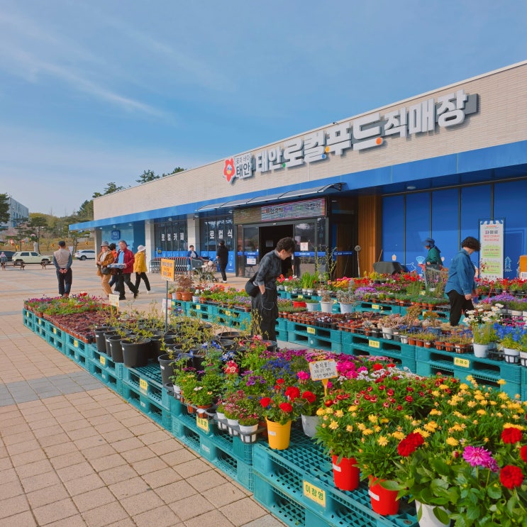  태안로컬푸드직매장 안면도 여행 실내 가볼만한 곳 펜션장보기
