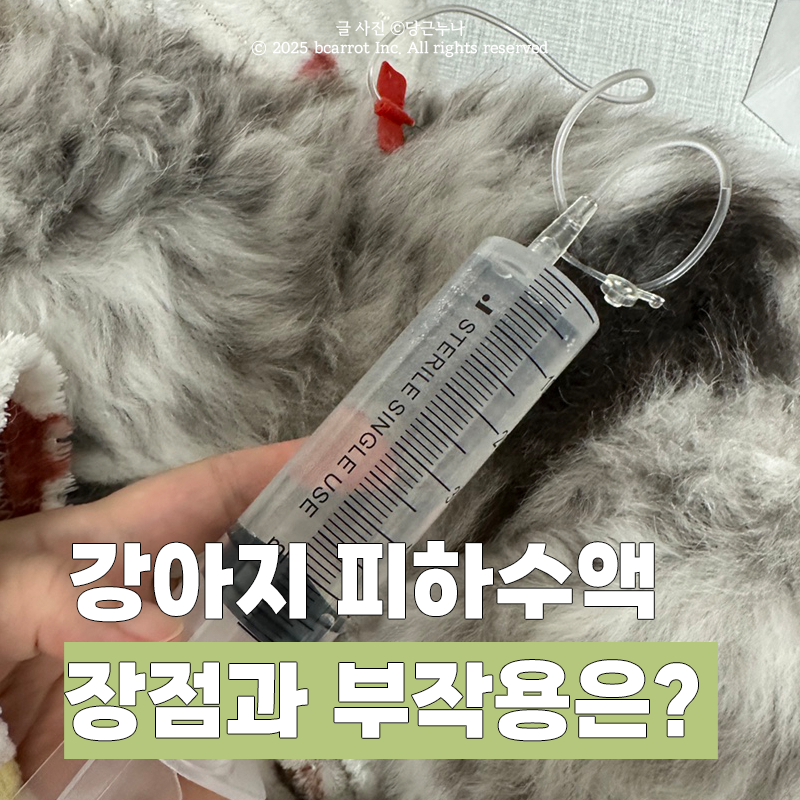 강아지 피하수액 장점 부작용 알아야할점