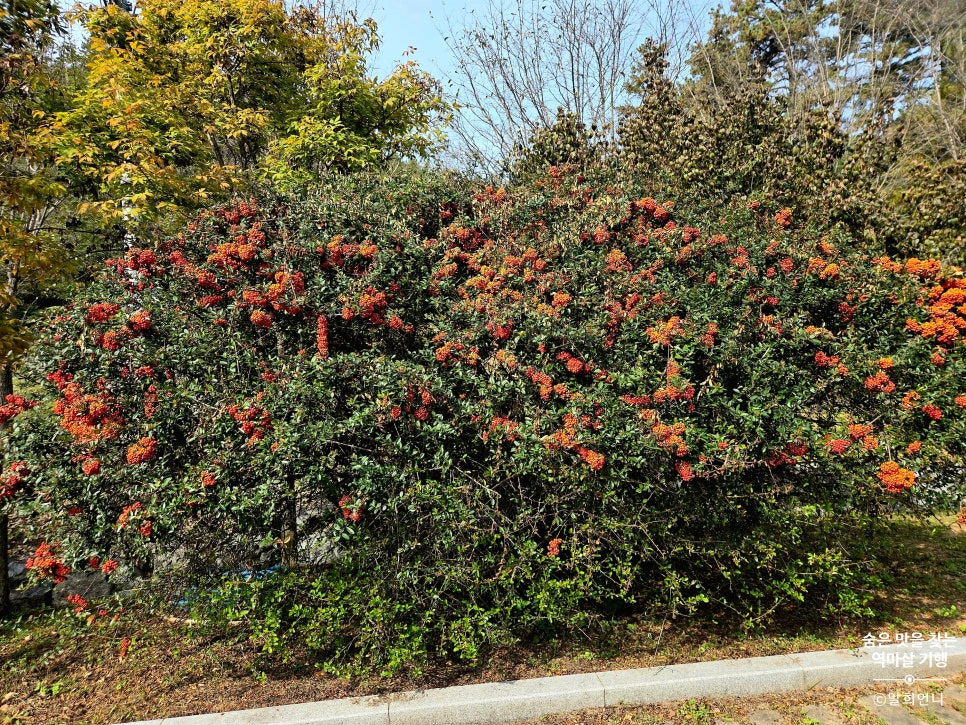 운주산 승마자연휴양림 야영장 사진 4
