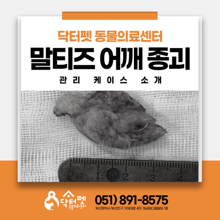  6살 말티즈 갑자기 터진 어깨 혹 부산 강아지 종양 제거 외과 동물병원