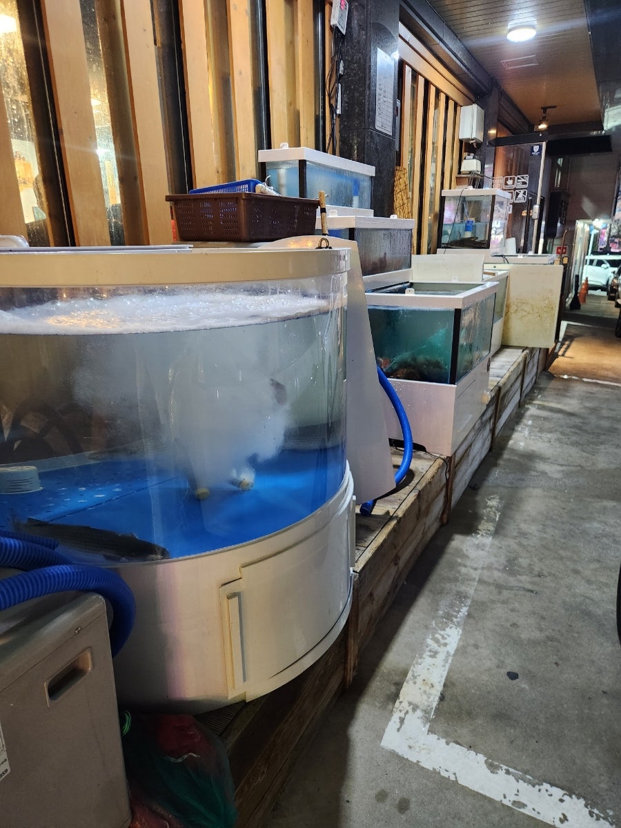 회바라기 사진 3