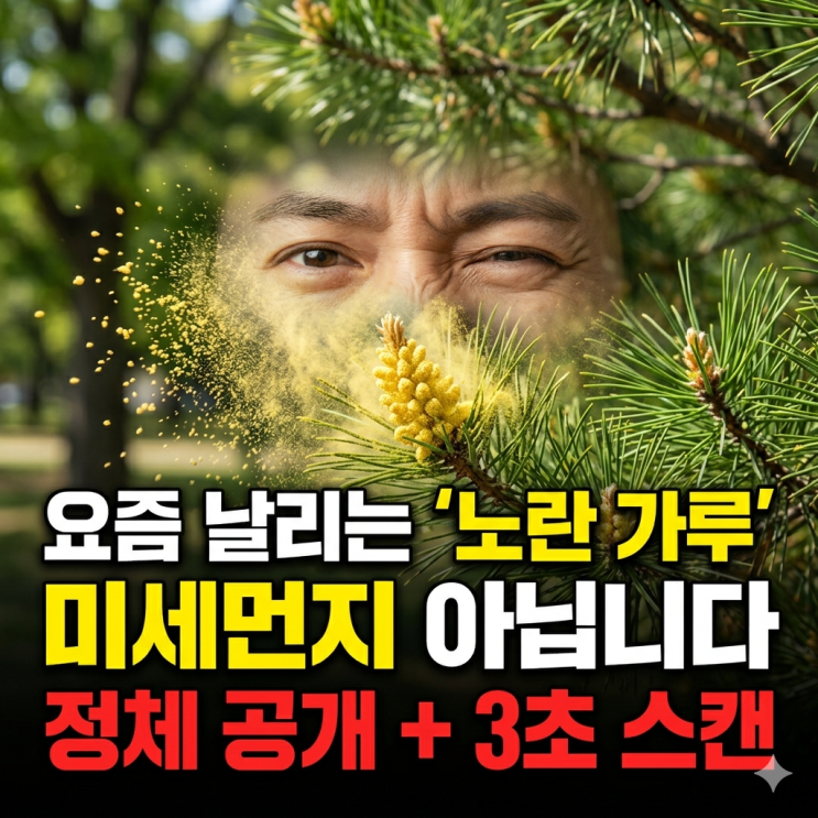  요즘 날리는 노란 가루, 미세먼지 아닙니다 (정체 공개)