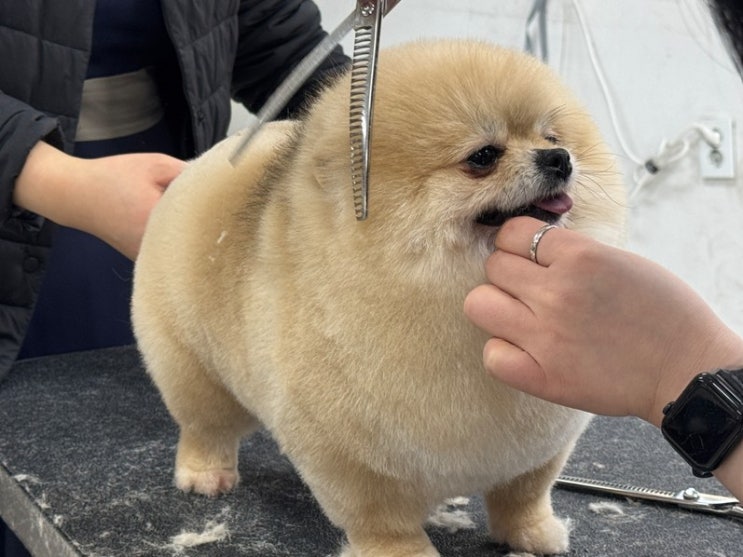  커브요술가위로 미용 끝