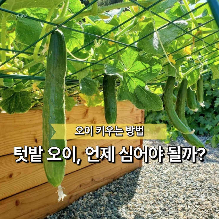  "오이 심는 시기만 믿었다가 망햇습니다" 초보자가 실패하는 이유 따로 있어요