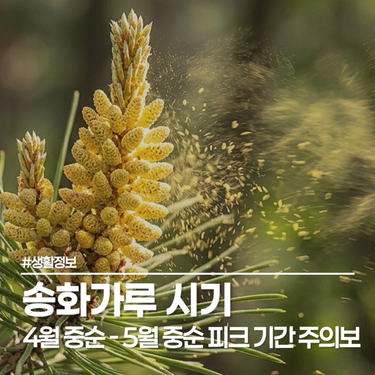  봄의 불청객, 송화가루 시기 대처법 송화가루 세차까지 총정리