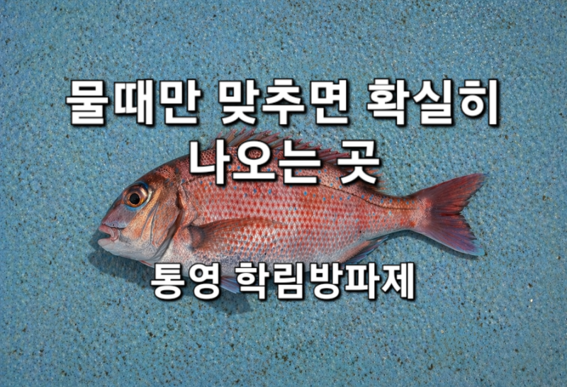 통영 학림방파제 낚시 포인트 총정리 : 물때만 맞추면 확실히 나오는 곳