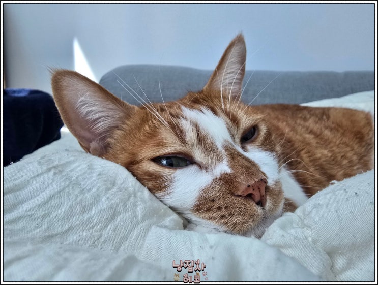  고양이 혈액형별 성격 믿어도 될까, 진실 혹은 거짓