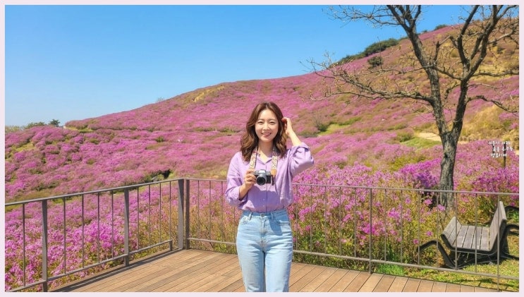  황매산 철쭉축제 주차&셔틀버스 2026 완벽 정리 애견동반 주의사항까지