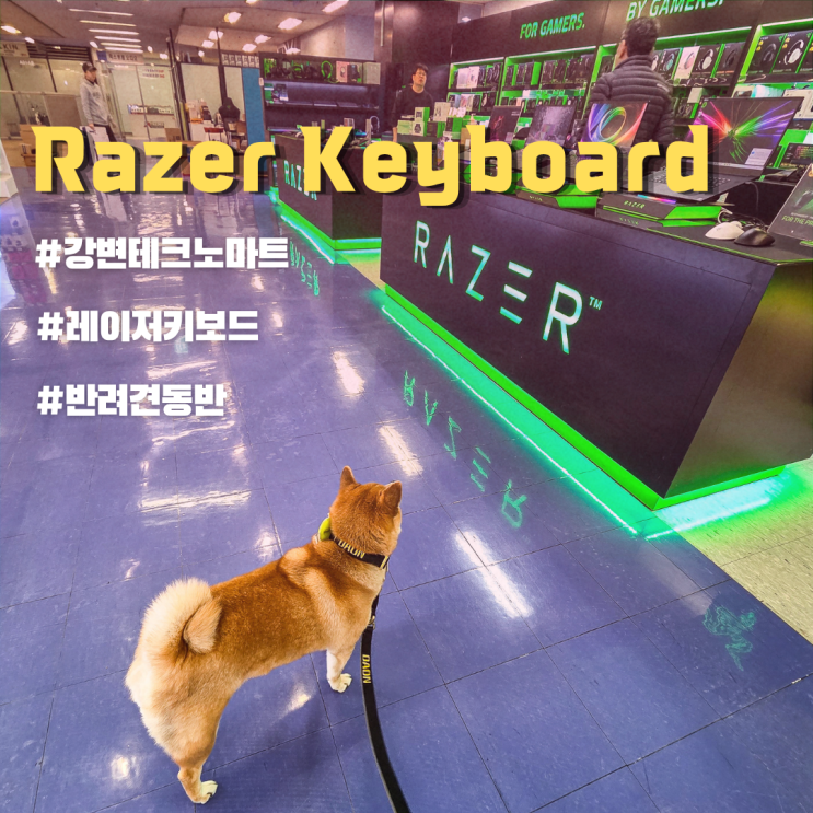 강변 테크노마트 반려견 동반 레이저 Razer 키보드 가격 & 구매 후기 : BlackWidow V4 Pro