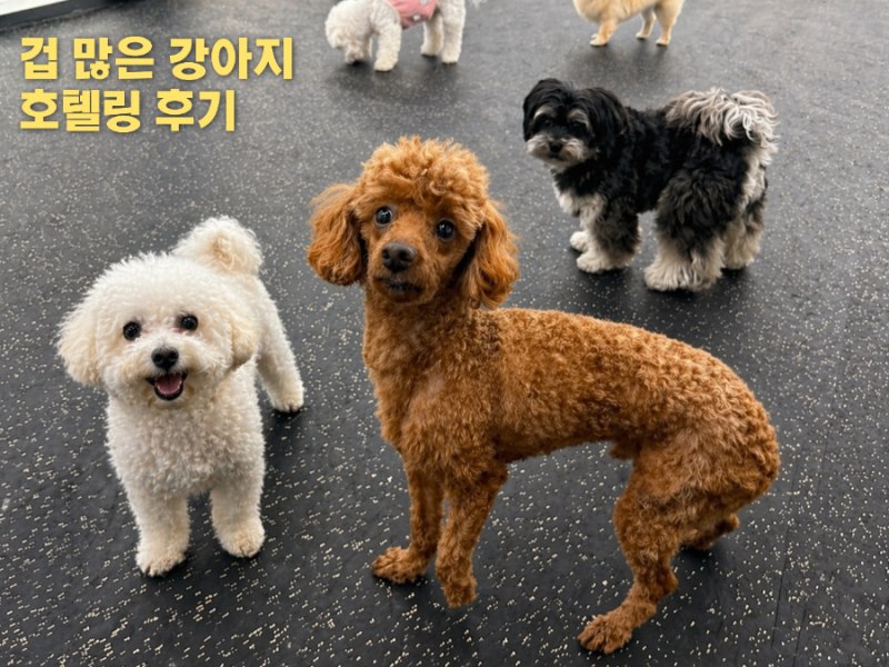 사진 4