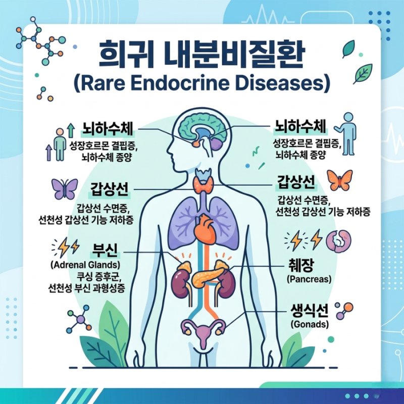 희귀 내분비질환 총정리! 초기증상,원인,치료까지 한눈에 (2026 최신 가이드)