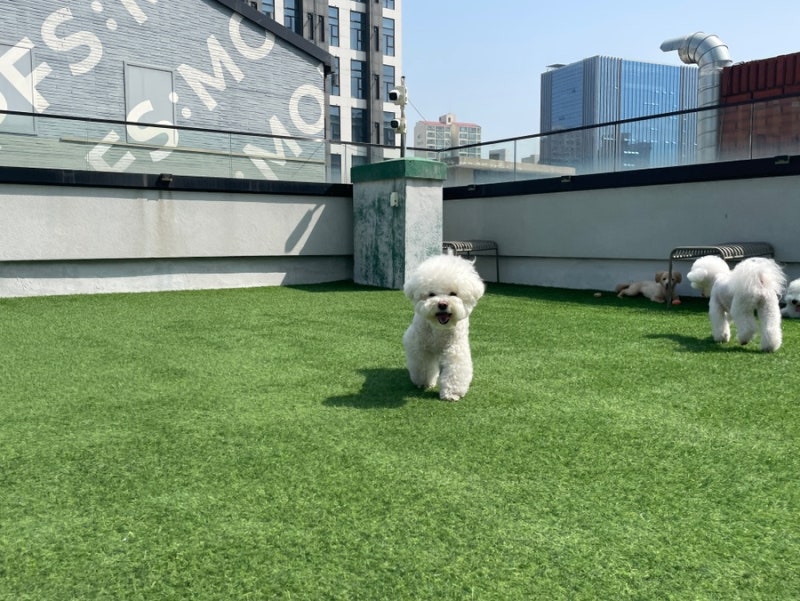성수퍼피