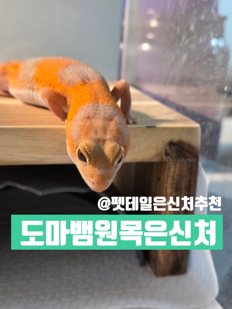  도마뱀은신처 원목 은신처 찾는다면? 우드원 woodwon 펫테일게코은신처 후기