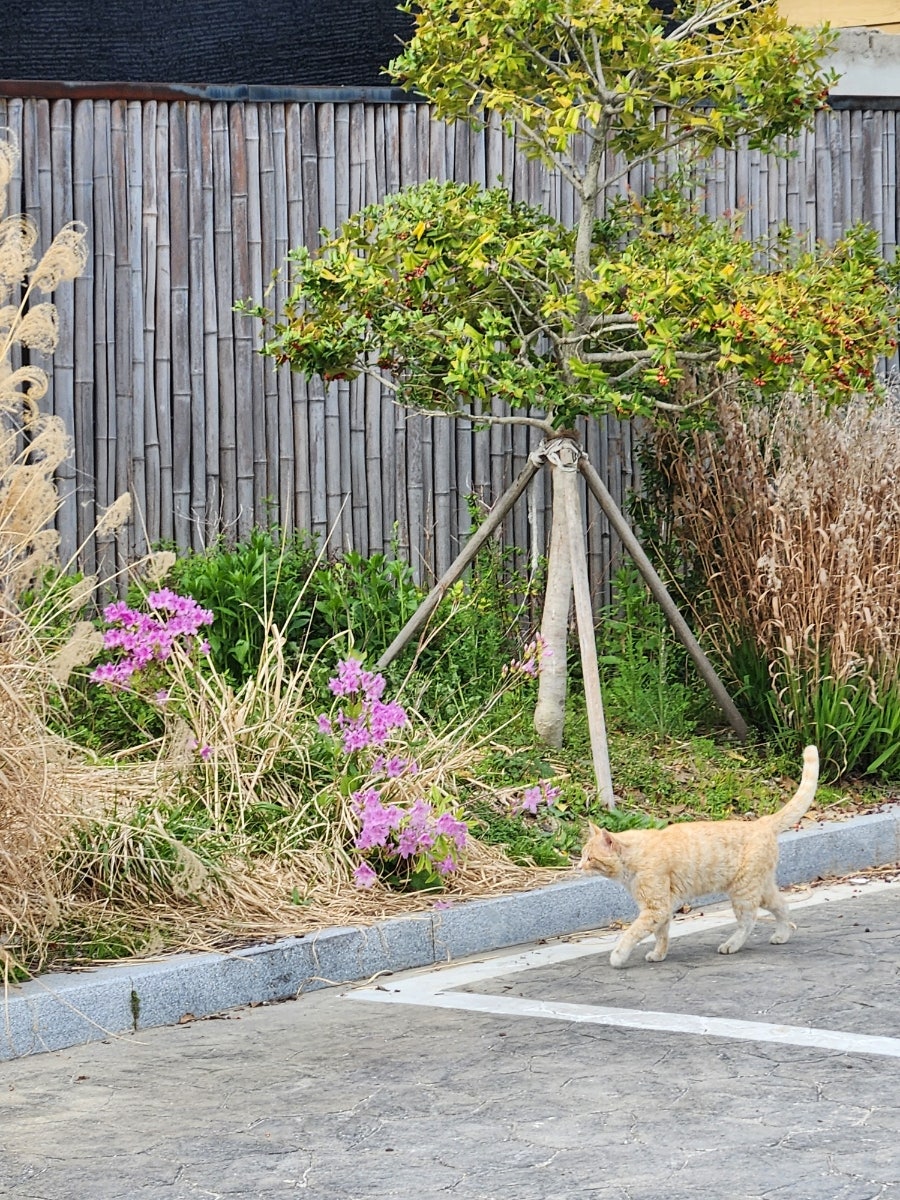 강경근대문화거리 사진 6