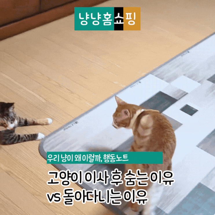  고양이 이사 후 숨는 이유 vs 돌아다니는 이유 윌리와 잭 행동으로 본 적응 과정