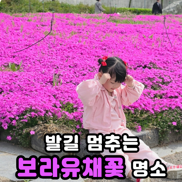  영천 생태지구공원 보라유채꽃 볼 수 있는 연등축제 주차꿀팁