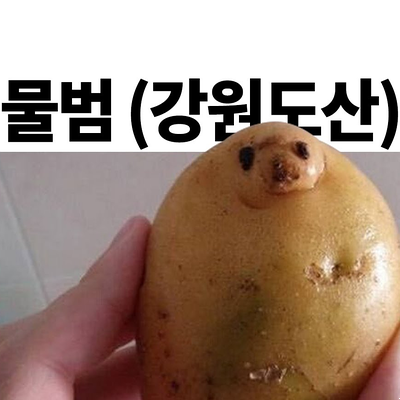  감자면 매운맛 농심 신상 컵라면, 칼칼한 매력에 감자탕 먹고싶어지는
