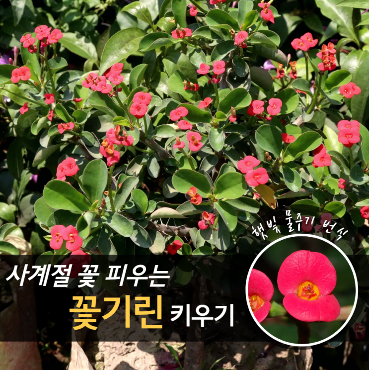  꽃기린 키우기 꽃말 삽목 물주기