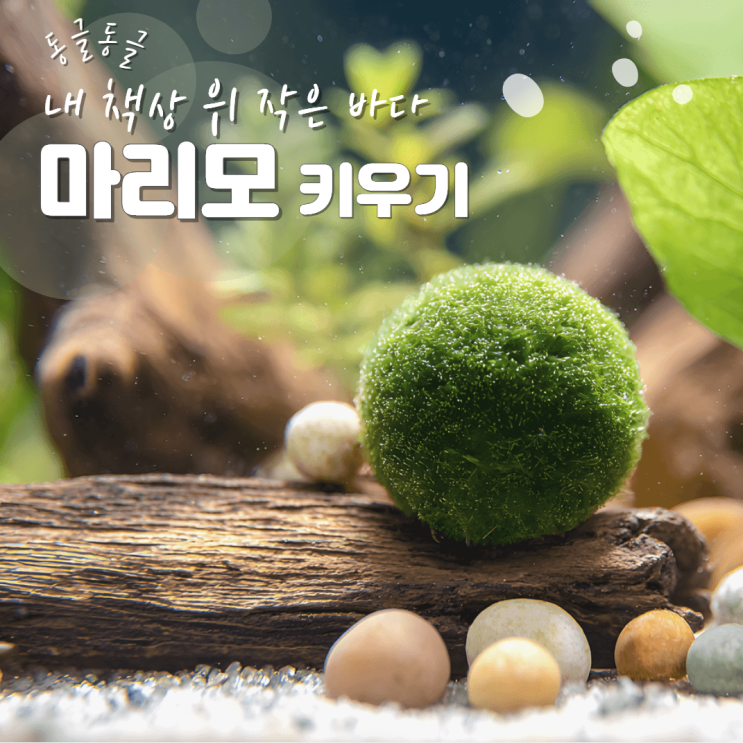 마리모 키우기 방법 죽음 밥 먹이