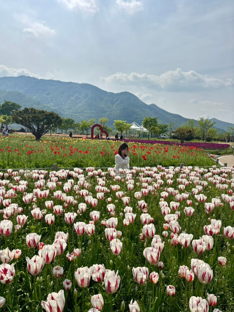 양산 데이트 추천 황산공원 튤립 트리폰즈카페 바베큐팩토리 후기