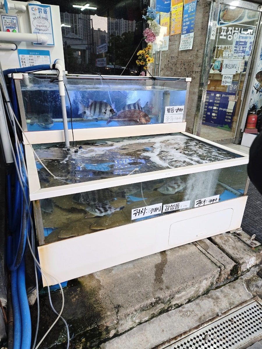 광어9900 사진 2