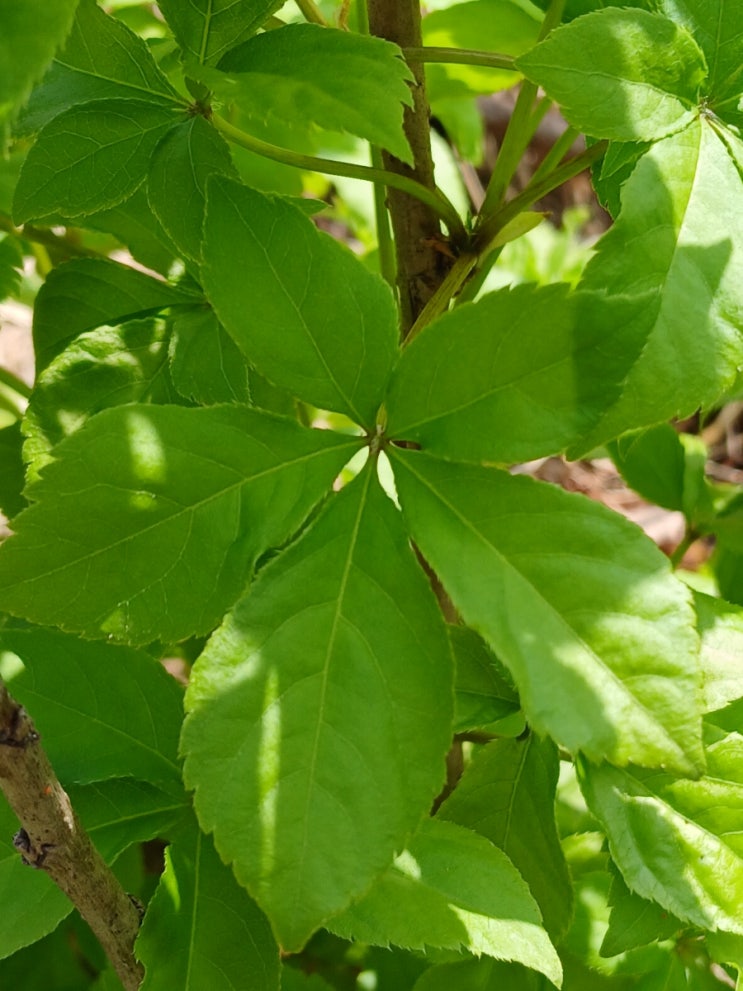  "오가피(오갈피 )" 일기장 ( Siberian Ginseng Diary)