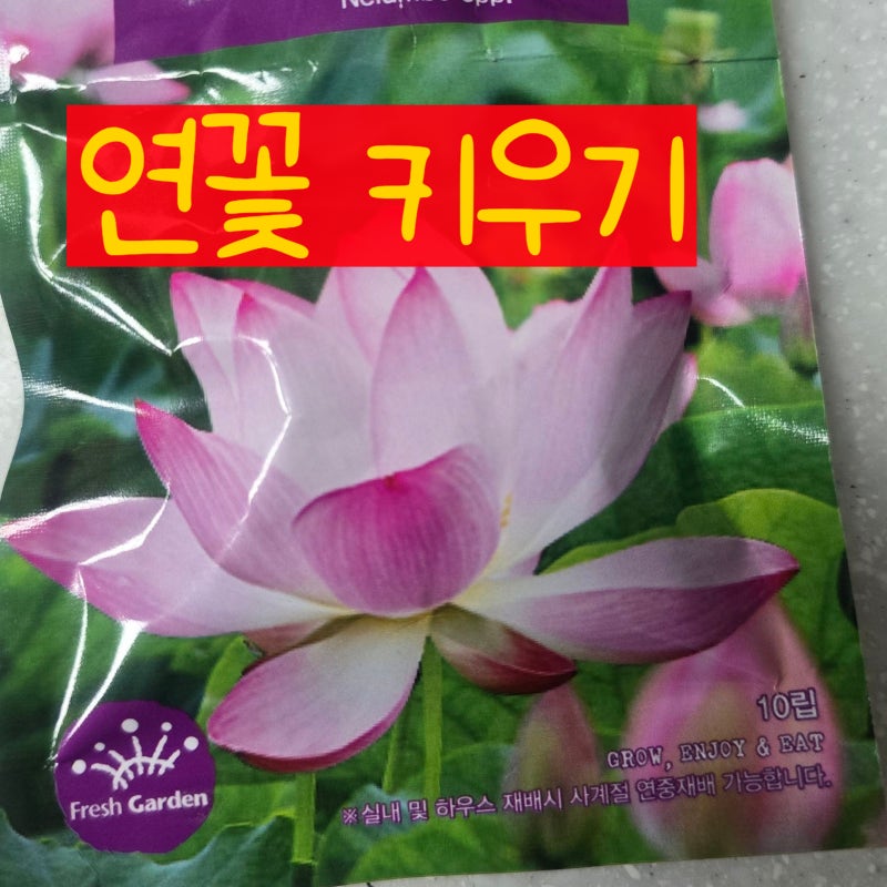 연꽃 씨앗 키우기 씨앗 깎기 화분 심기