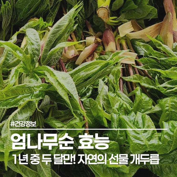  [제철 보약] 엄나무순 효능 1년 중 두 달만 먹을 수 있는 엄나무순의 모든 것