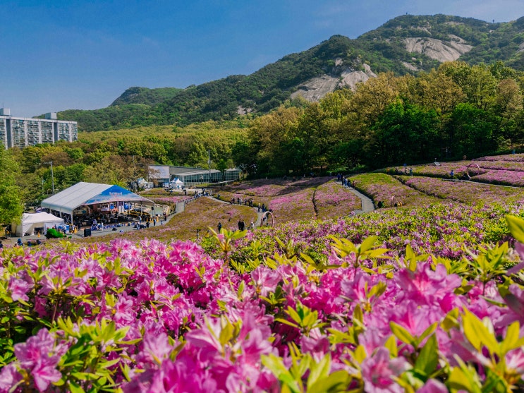  서울 노원 철쭉제, 불암산 철쭉동산(주차장)