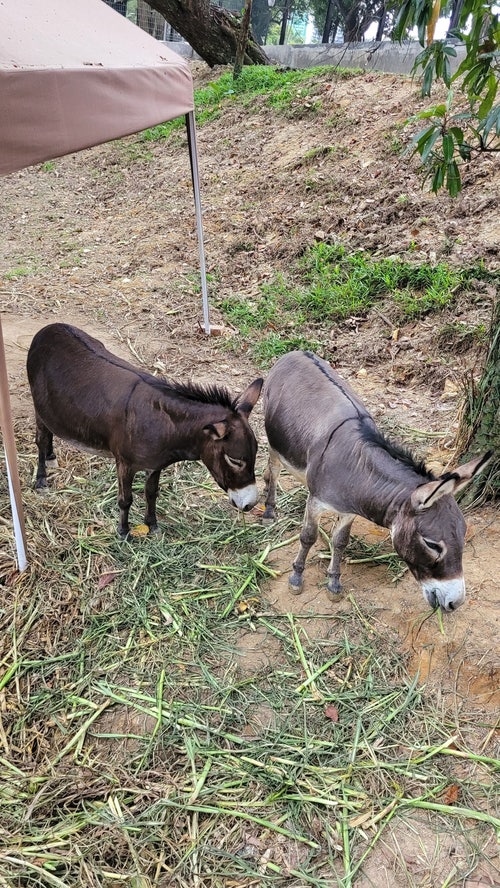  조호바루 동물원 (Johor Zoo)