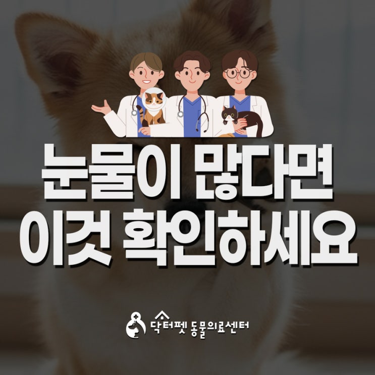  강아지 눈물이 갑자기 많아졌나요? 집에서 닦아주기 전 확인해야 할 3가지