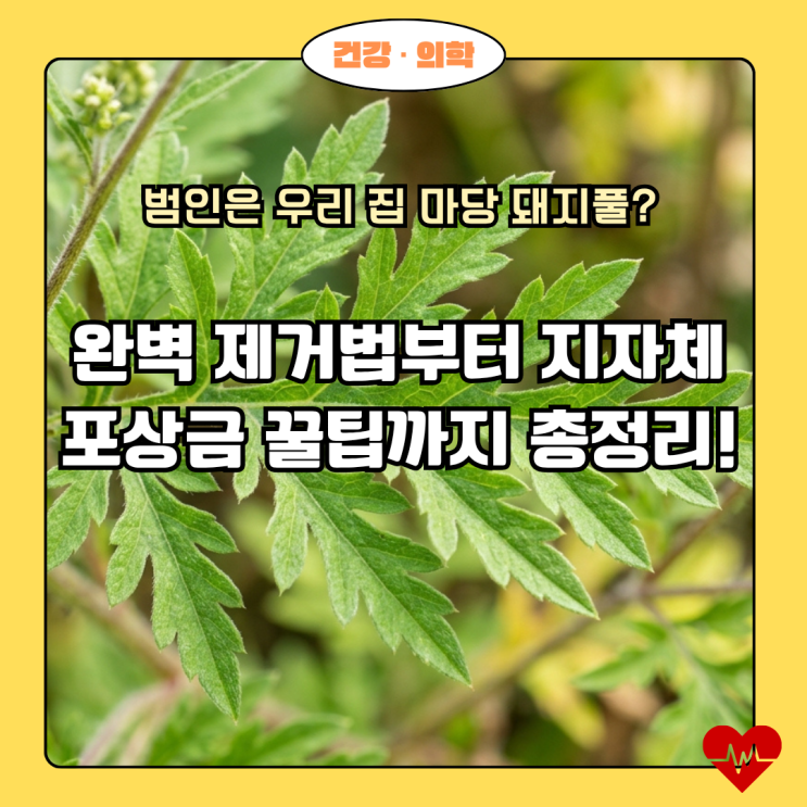  우리 집 마당 돼지풀, 안전하게 제거하는 방법과 지자체 지원! 알레르기 없는 환경 만들기