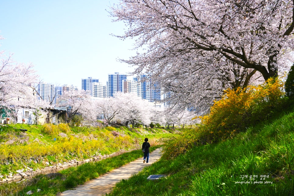 당진천벚꽃길 사진 5