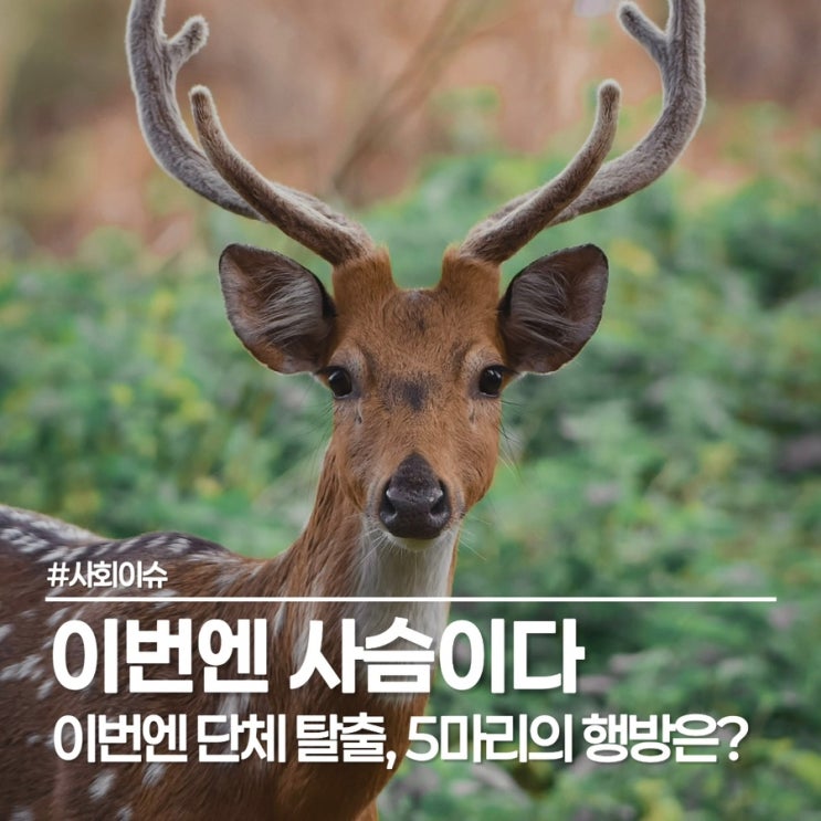  광명시 사슴 5마리 집단 탈출! ‘늑구’ 사건 데자뷔? (발견 시 신고방법)