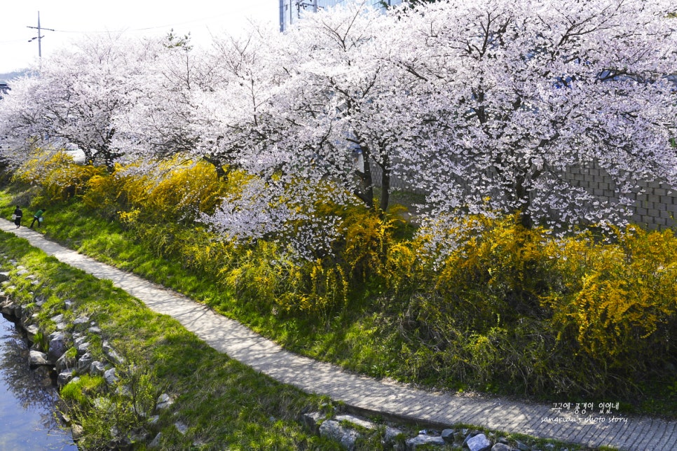 당진천벚꽃길 사진 4