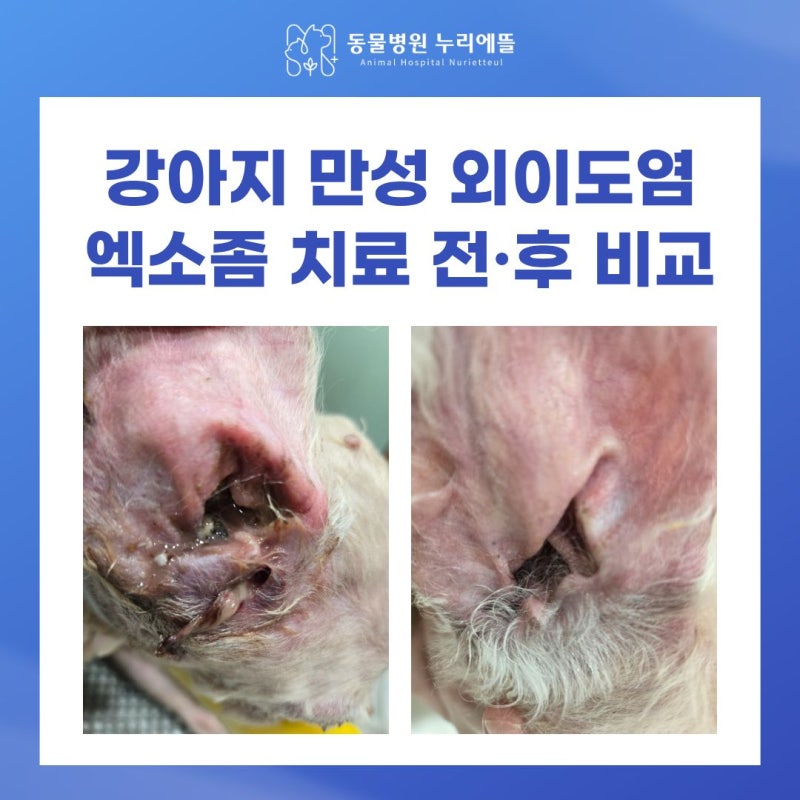 강아지 엑소좀 외이도염 치료 기준, 수술로도 낫지 않던 18살 노견이 달라진 이유