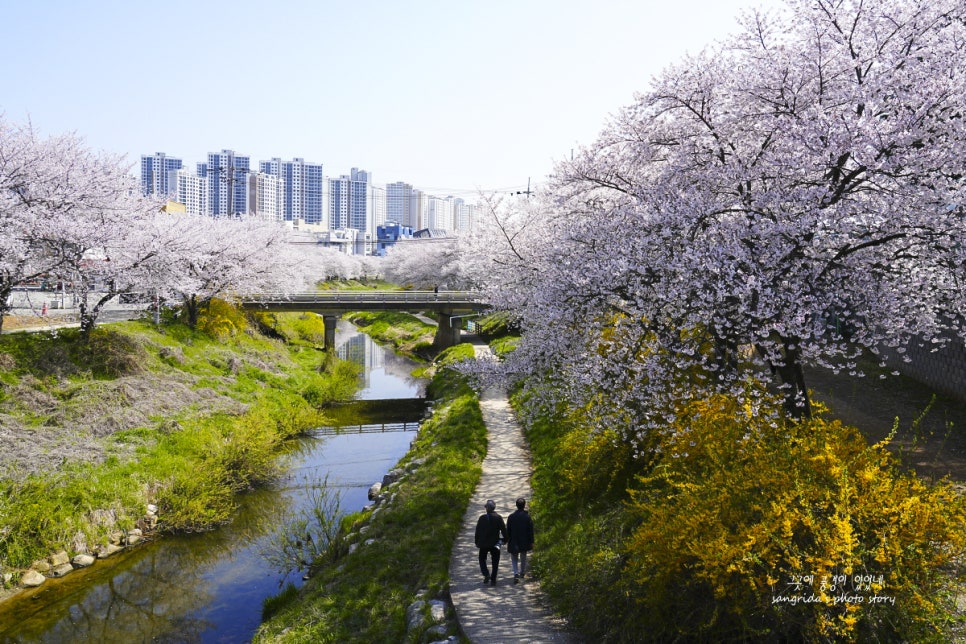 당진천벚꽃길 사진 2