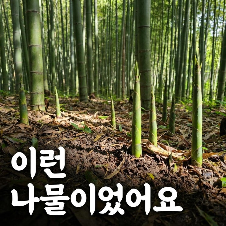  4~5월 제철 죽순 티로신 , 이렇게 영양가 높은 나물이었어요