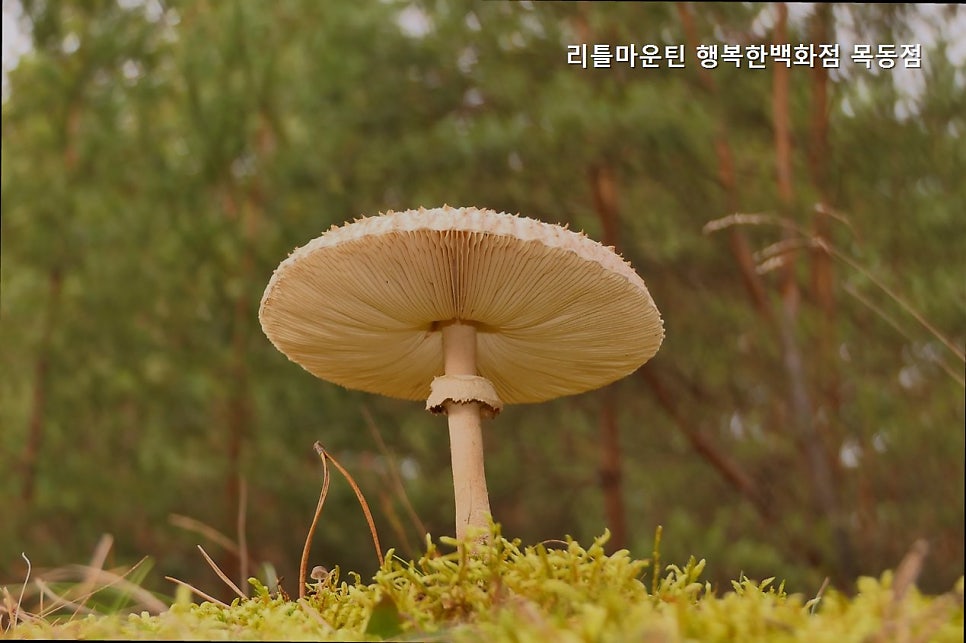 리틀마운틴 목동점 사진 3