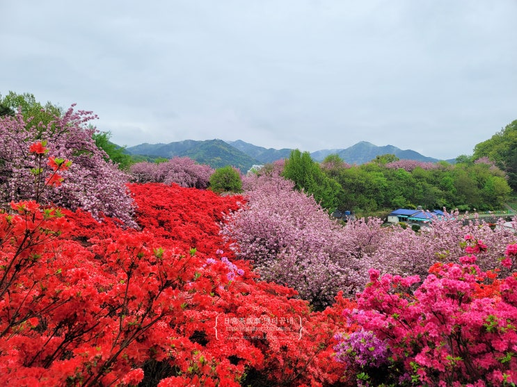  전주 완산공원 꽃동산 겹벚꽃 만개 4월 20일 주차장 위치