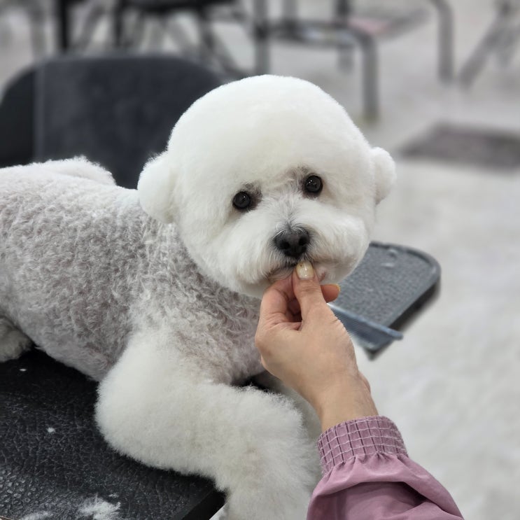  대전애견미용학원 비용 실견수업 기준 차이 정리