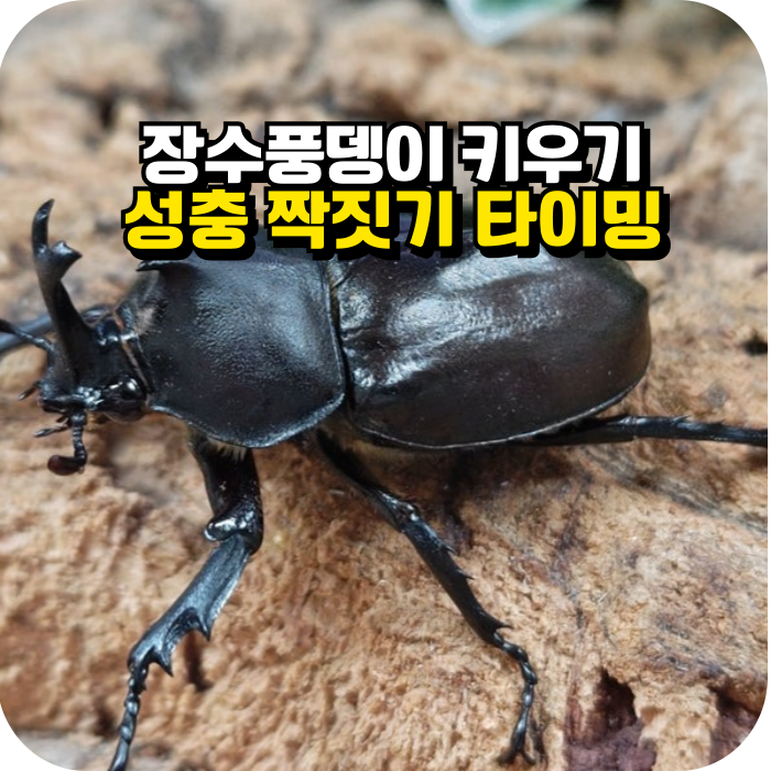 장수풍뎅이 성충 짝짓기, 이것만 알면 끝!