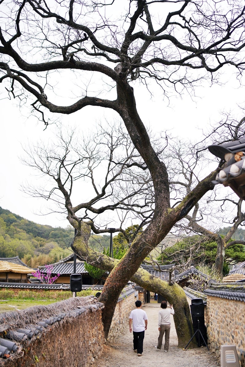 경남 산청 여행 남사예담촌 사극 드라마촬영지 명소