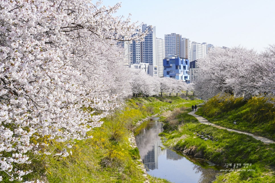 당진천벚꽃길 사진 6